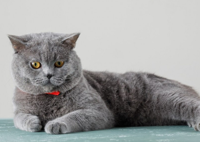 Mengenal Lebih Jauh, Kucing American Shorthair, Tertarik Mengadopsinya di Rumah?