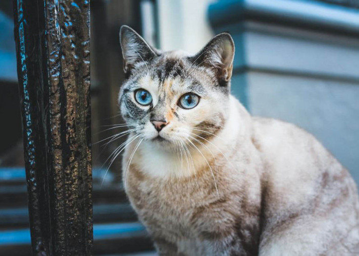 Apakah Kucing Hamil Boleh Divaksin? Simak Jawaban dari Dokter Hewan Berikut agar Tidak Salah Kaprah!