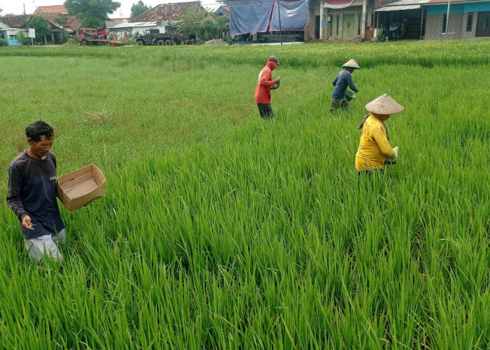  Petani Pekalongan Utara Disarankan Tanam Padi Biosalin Saat Kemarau, Solusi Jitu Cegah Gagal Panen di Pesisir