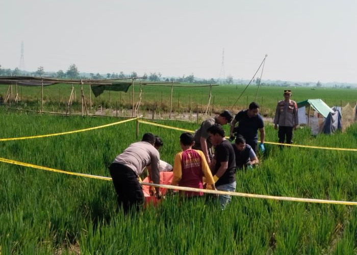 Perangkat Desa Kalipancur Diduga Jadi Korban Pembunuhan, Mayat Ditemukan di Tengah Sawah