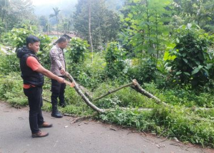 Warga Desa Bojongkoneng Pekalongan Tewas Tertimpa Pohon Petai Tumbang, Saat Naik Motor di Kandangserang