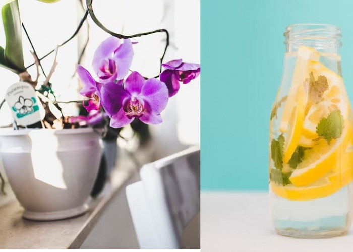 Pecinta Tanaman Anggrek Wajib Tahu, Inilah 7 Manfaat Air Perasan Lemon Untuk Tanaman Anggrek