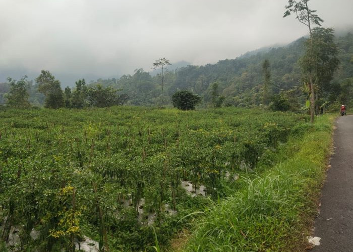 Harga Cabai di Tingkat Petani di Petungkriyono Pekalongan Anjlok, Harga Cabai Hanya Rp 4.500 Per Kilo