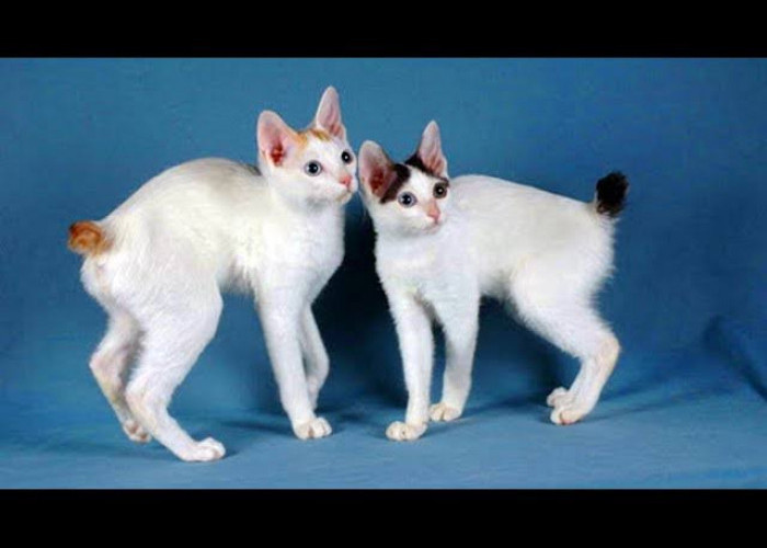 Mengenal Kucing Kurilian Bobtail, Salah Satu Kucing Ras dari Rusia!