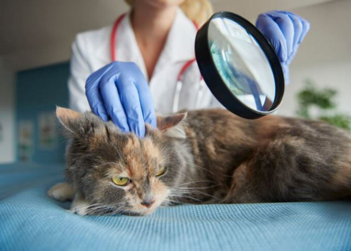 Cara Menghilangkan Kutu Kucing dengan Sunlight: Mati Tuntas Hingga Telurnya