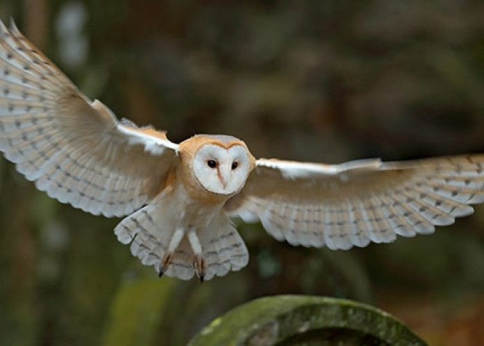 Pecinta Owl Sudah Tahu Belum? 6 Jenis Burung Hantu di Indonesia yang Memiliki Keunikan Masing-Masing