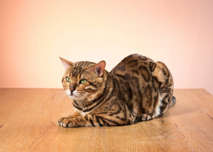 Pecinta Kucing Wajib Tahu, Inilah Ras Kucing Paling Cerdas di Dunia, Tertarik Mengadopsinya?