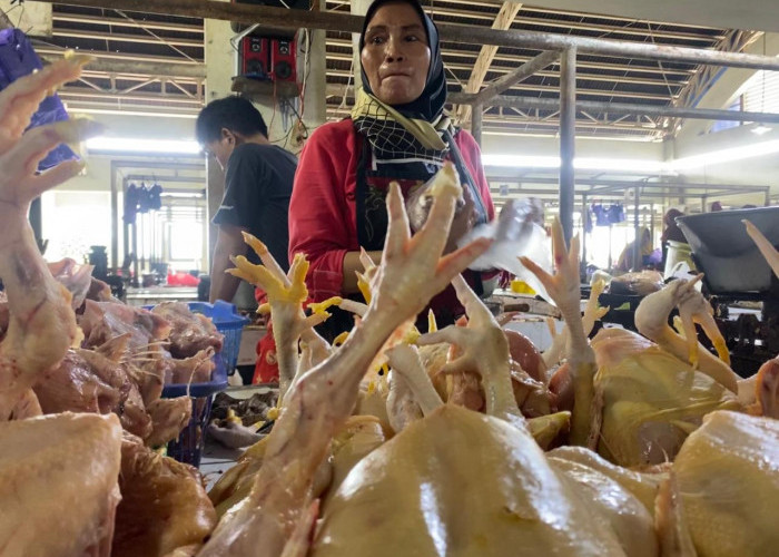 Harga Daging Ayam dan Sapi Diprediksi Bakal Naik Terus hingga Lebaran, Pedagang Takut Daya Beli Menurun