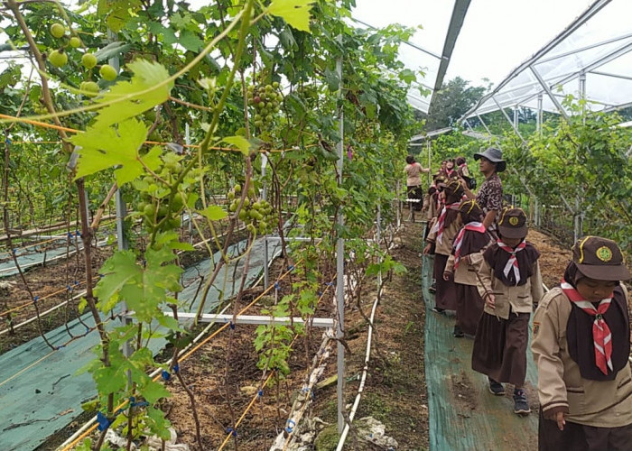 Pangkalan MIS Sidorejo Tirto Gelar Pesta Kebun Pramuka Siaga di Kebun Anggur PGV Nursery Pekalongan