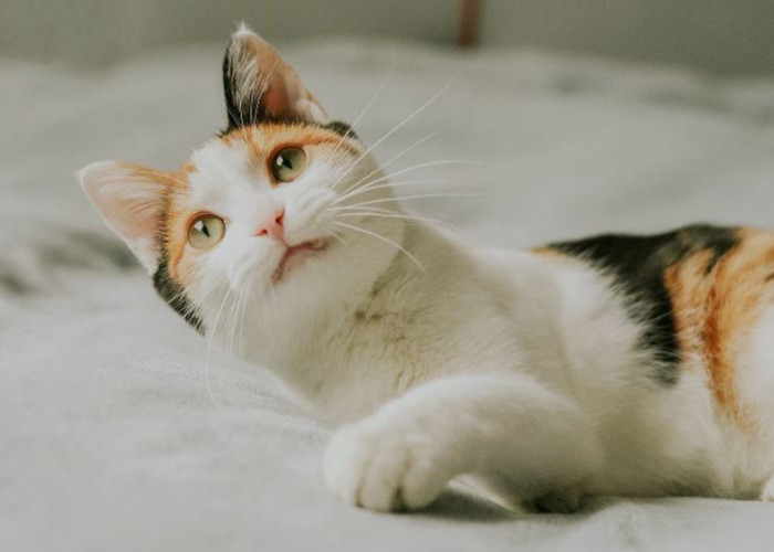 Ampuh! 4 Doa Kucing Hilang agar Kembali, Bisa Minta Bantuan Kucing Liar huga agar Anabul Cepat Pulang