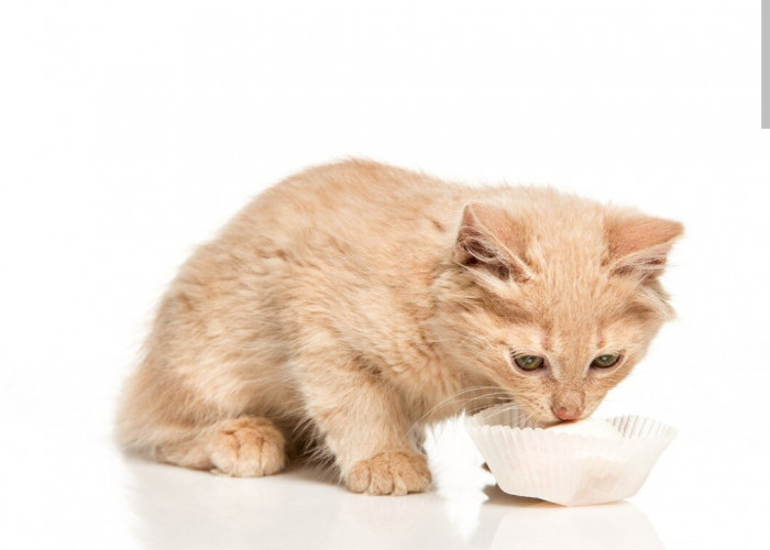 Ingin Anak Kucingmu Sehat, Inilah Pakan Anak Kucing yang Kaya Nutrisi, Wajib Coba!