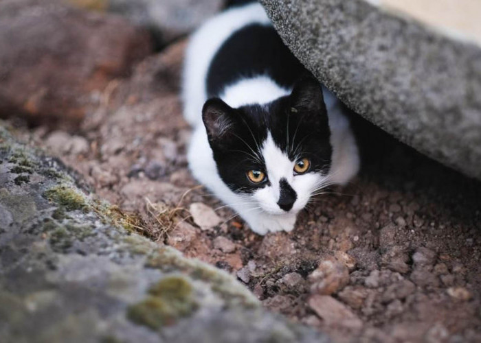 Ini Dia Cara Menghilangkan Bau Kotoran Kucing dengan Aroma Kopi: Praktis dan Efektif, Bau Hilang Seketika!
