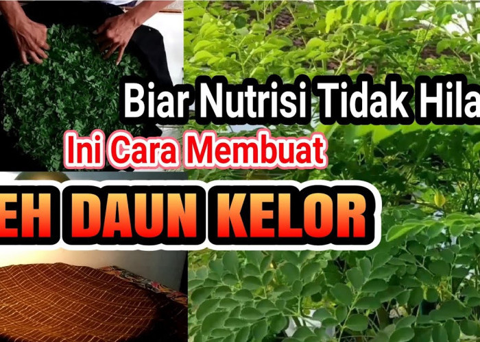 Mau Tau Cara Mengolah Daun Kelor untuk Obat yang Benar? Ini 3 Caranya Agar Khasiatnya Maksimal