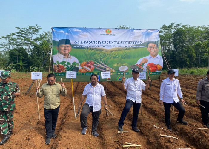 DKPP Kabupaten Pekalongan Genjot Peremajaan Tebu Lewat Program Bongkaratoon 2026