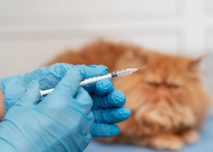 Harus Tahu Sebelum Adopsi! Ini Jenis Vaksin Kucing Dan Manfaatnya, Ampuh Jaga Anabul dari Serangan Penyakit