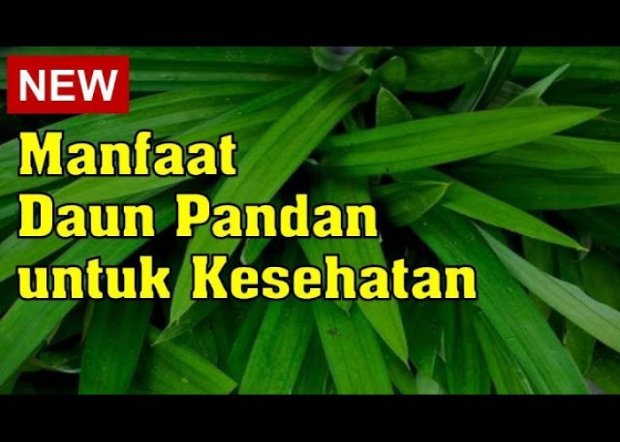 Penderita Diabetes Merapat! Ini 3 Khasiat Daun Pandan untuk Kesehatan, Bisa Bantu Kontrol Gula Darah