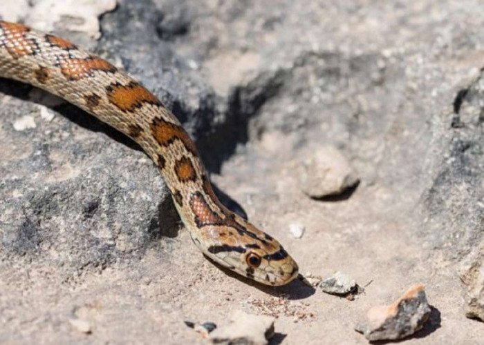 Waspada! Ini Beberapa Penanganan Awal Saat Digigit Ular yang Bisa Selamatkan Nyawa!