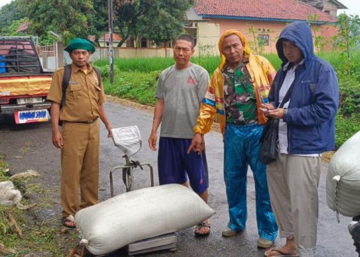 Bulog Jemput Gabah Petani di Pekalongan, Harga Rp 6.500 Perkilogram