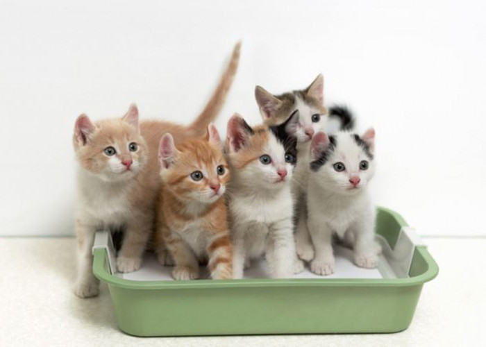Wajib Dicoba! Tips dan Cara agar Pasir Kucing Tidak Bau Paling Ampuh, Bebas Kuman dan Penyakit