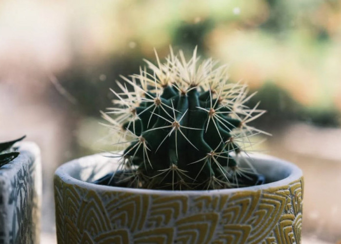 4 Tanaman Pembawa Energi Negatif Menurut Feng Shui yang Perlu Diwaspadai