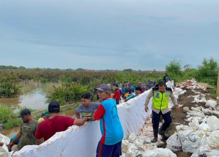 Tanggul Kritis di Pesisir Pekalongan Diperkuat, TNI, Polri dan Warga Kerja Bakti Bangun Tanggul Darurat
