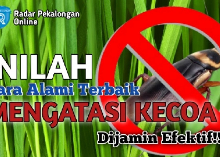 Inilah Cara Alami Terbaik untuk Mengatasi Kecoa di Rumah, Mau Tahu Gimana Caranya?