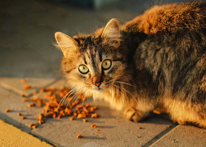 Cara Membuat Pakan Kucing Whiskas Dry Food, Nutrisi dan Kualitas 11/12 dengan Buatan Pabrik
