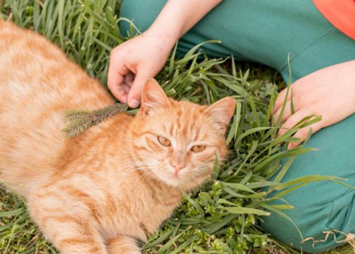 Manfaat Tumbuhan Anting-Anting untuk Kucing yang Jarang Diketahui: Bisa Redakan Stres dan Lancarkan Pencernaan
