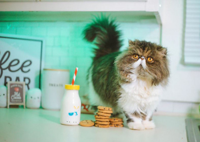 Tips Cara Merawat Kucing Persia agar Tetap Sehat dan Bebas dari Kutu