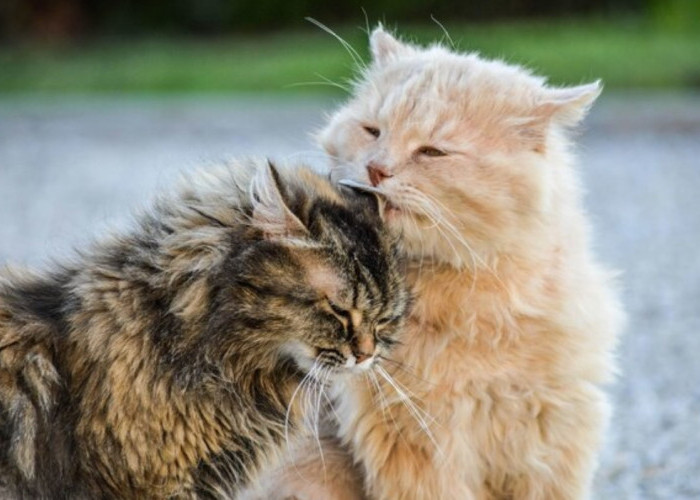 Baru Pelihara Kucing, Inilah Tips Merawat Kucing Agar Sehat, Buktikan Saja Sendiri!