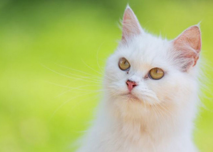 Sebenarnya Kucing Nabi Muhammad Warna Apa? Inilah Rahasia di Balik Bulunya yang Membuat Kamu Terpesona!