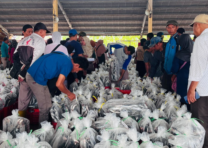 Produksi Ikan TPI Pekalongan Naik, Harga Tinggi Dongkrak Pendapatan Nelayan