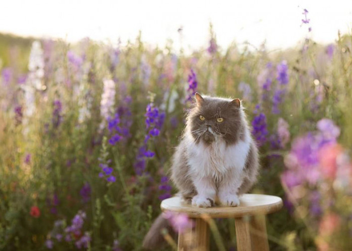 Cara Menggunakan Tanaman Lavender untuk Mengusir Kucing: Tak Perlu Repot, Ikuti Langkah-Langkah Sederhana Ini!