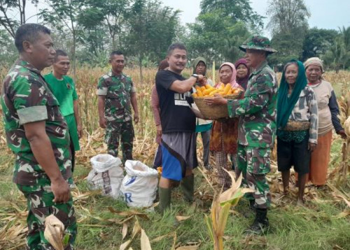 Koramil Wonopringgo Panen Jagung, Hasil Panen Jagung Sebagian Diberikan untuk Warga Kurang Mampu
