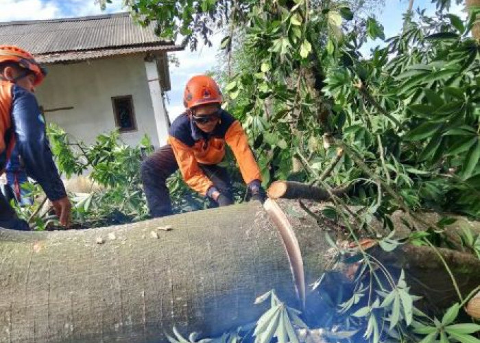 Puting Beliung Terjang 13 Kecamatan di Kabupaten Pekalongan, 35 Pohon Tumbang dan 12 Rumah Rusak