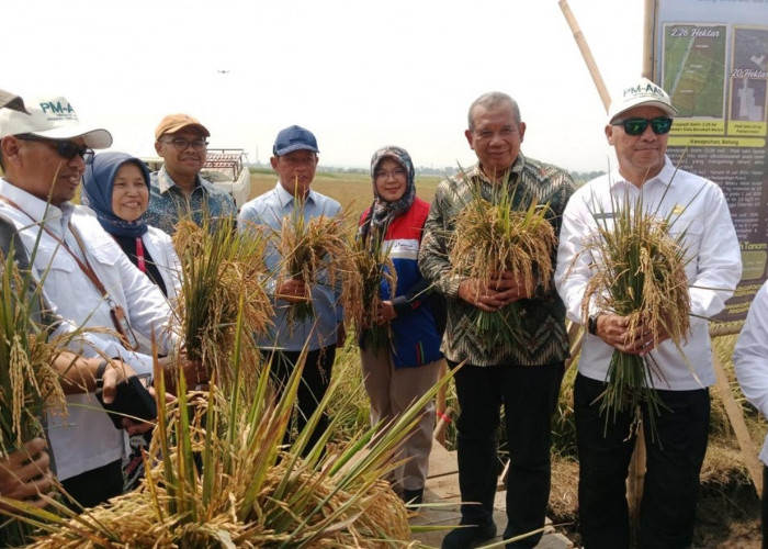 Padi Biosalin Berhasil Dipanen di Lahan Abrasi Batang, Produktivitas Tembus 7 Ton per Hektar