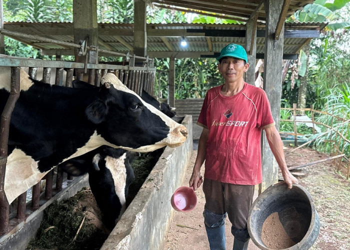 Dari Lereng Reban, Sapi Perah Semampir Jadi Harapan Ekonomi Baru Warga Desa