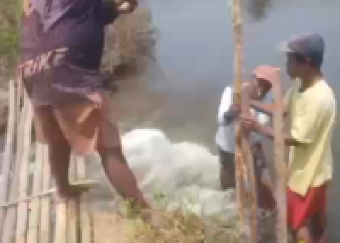 Tanggul Jebol 6 Meter di Depok Siwalan, Air Asin Genangi Sawah Tiga Desa