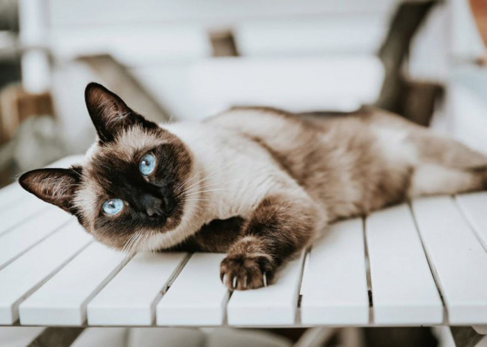 Ras Kucing Termurah di Dunia, Harga Tidak Sampai 2 Juta Kamu Sudah Bisa Memelihara Kitten Imut di Rumah