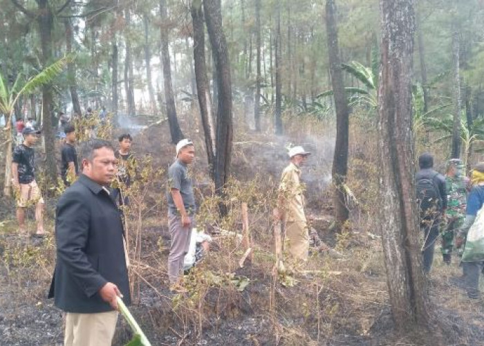 Bakar Rumput Kering, Hutan Pinus di Petak 87f RPH Kandangserang Terbakar