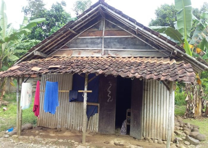 Mbah Suminah, Hidup Sebatang Kara Berteman Ayam Peliharaan di Rumah Tak Laik Huni di Sabarwangi Pekalongan