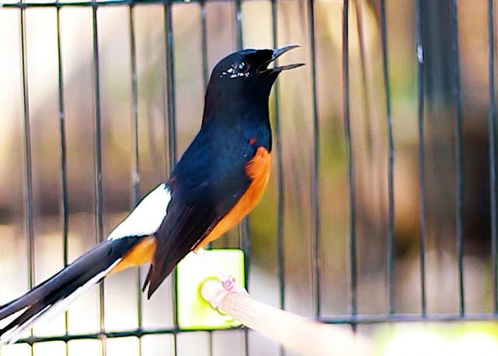 Perhatikan dengan Baik! Ini 6 Cara Merawat Burung Murai Agar Cepat Gacor dan Menang Kontes