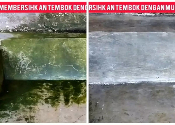 Langsung Luntur Sekali Usap! Begini Cara Ampuh Bersihkan Lumut Menahun di Tembok dalam 1 Menit