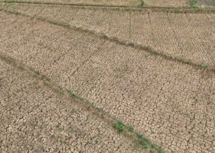 Kemarau Panjang, 52 Hektare Sawah di Kulu Krisis Air, Petani Terancam Tak Bisa Tanam