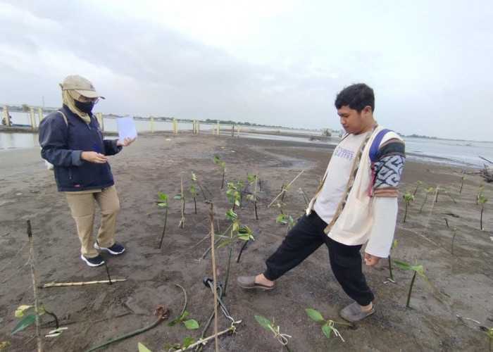  Perkuat Benteng Hijau, Dinparbudpora Kota Pekalongan Masifkan Reboisasi di Kawasan Mangrove Park