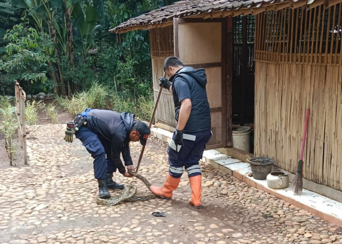 Tim SAR Bumi Santri Evakuasi Ular Piton Sepanjang 3 Meter Saat Mangsa Unggas 