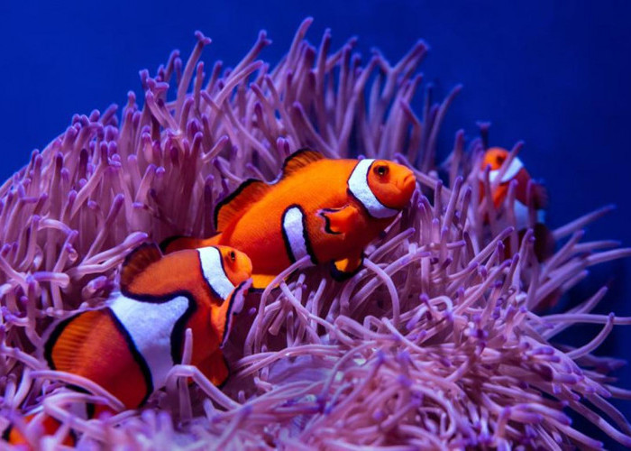 Apakah Ikan Nemo Termasuk Ikan Hias Air Tawar? Bukan Cuma Soal Garam, Ini Fakta Si Nemo yang Jarang Diketahui