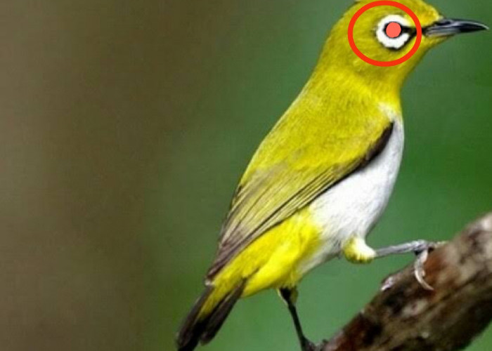 Ini Cara Mengatasi Burung Pleci Sakit Mata, Pahami Agar Burung Pleci Kesayanganmu Sehat Kembali 