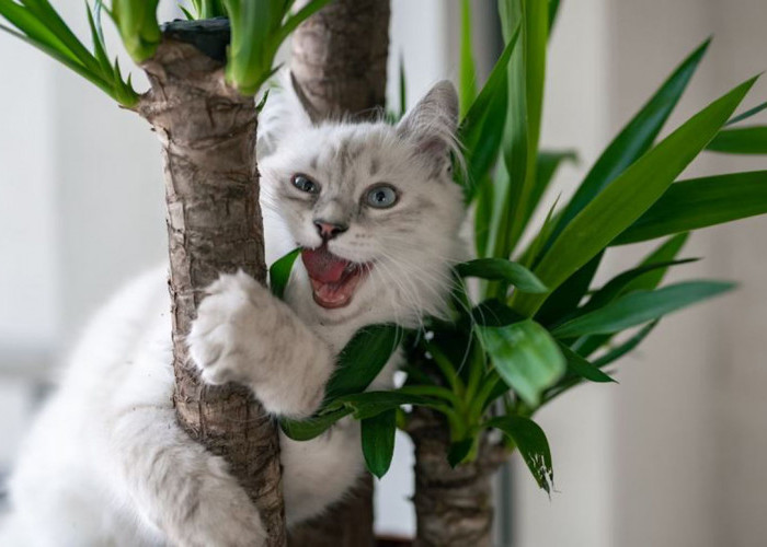 Cegah Dari Sekarang! Ini Dia Tanaman Anting-Anting untuk Kucing Rematik, Ramuan Herbal Murah dan Mudah Didapat
