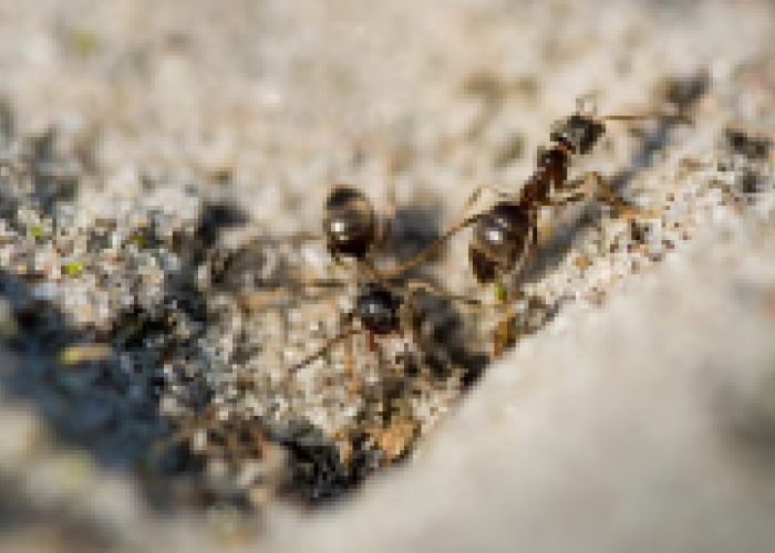 Bolehkah Membunuh Semut yang Mengganggu? Padahal Semut Diharamkan untuk Dibunuh